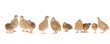 quail