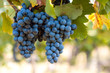 Foto: Bunch of blue grapes Bunch of blue grapes