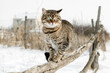 Photo: Gray cat sitting on a rustic fence. Gray cat sitting on a rustic fence.