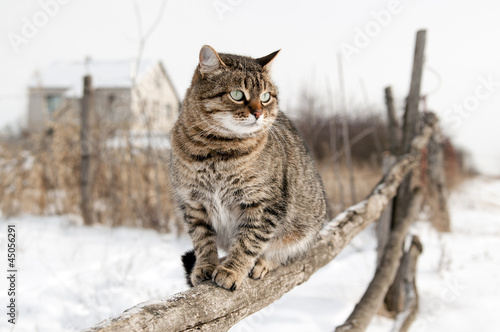 Photo: Gray cat sitting on a rustic fence. Gray cat sitting on a rustic fence.
