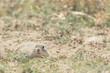 Photo: Hamster Hamster