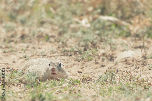 Photo: Hamster Hamster