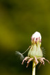 Pusteblume