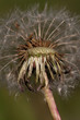 Pusteblume