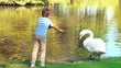 Video: Boy feeding swans at the lake Boy feeding swans at the lake