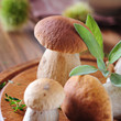 gesammelte steinpilze