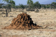 Termite mound in Kenya