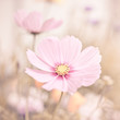 Flowers in pastel colors