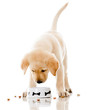 Puppy eating dog food