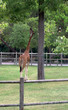 giraffa