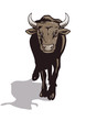 Stier