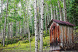 Old Outhouse Among Aspen Forest