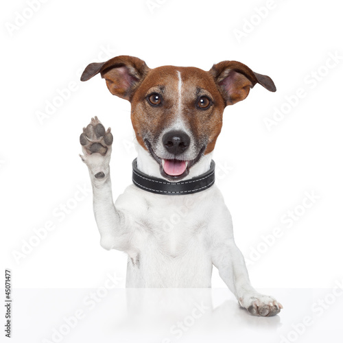Photo: hello goodbye high five dog hello goodbye high five dog