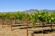 Photo: Napa Vineyard Napa Vineyard