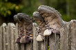 Hiking shoes on a fence