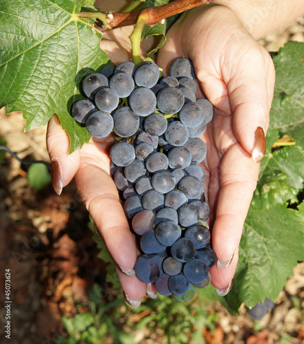Photo: Rotwein Trauben - Red Wine Grapes Rotwein Trauben - Red Wine Grapes