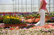 "USA, Utah, Salem, woman pulling wagon in plant nursery"