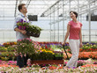 "USA, Utah, Salem, couple with wagon in plant nursery"