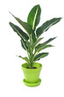 Dieffenbachia in Pot Isolated on White