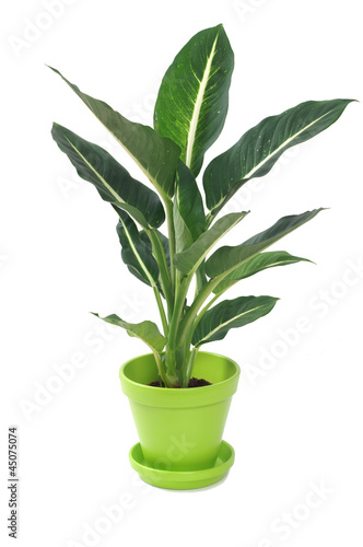 Photo: Dieffenbachia in Pot Isolated on White Dieffenbachia in Pot Isolated on White