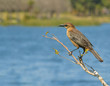 Female Grackle at waters edge