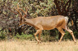 Californian Black-tailed buck