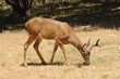 Californian Black-tailed buck