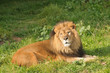 Lion resting after a meal