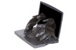 Gorilla within  repairing computer