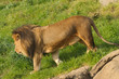 Lions walking