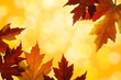 Autumn Maple Leaves Mixed Fall Colors Backlit