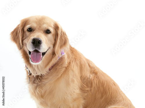 Photo: happy golden retriever happy golden retriever