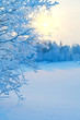 Winter Landscape