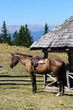 Horse in a mountain stable during a sunny day