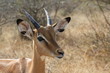 Springbock