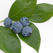 Heidelbeeren - Vaccinium