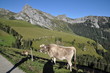 Kühe an der Fluonalp