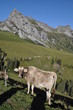 Kühe an der Fluonalp