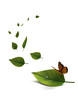 feuilles papillon