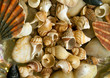 Sea shells