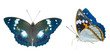 Butterfly (Apatura schrencki) 27