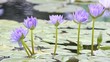 Beautiful lotus flower blossoming in the natural pond.