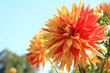 Dahlie