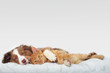 Hund und Katze