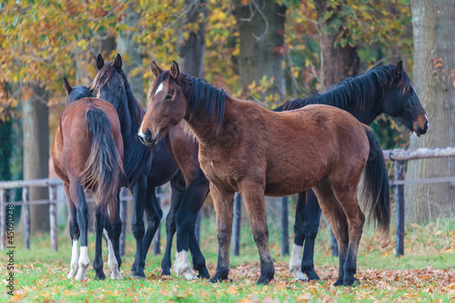 Photo: Group of four horses in autumn Group of four horses in autumn