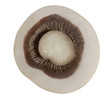 sliced mushroom