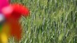 Video: Colorful windmills in a field of wheat Colorful windmills in a field of wheat