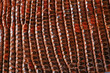 Crocodile skin