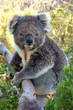 Koala on tree