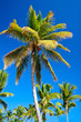 Palms on blue sky background
